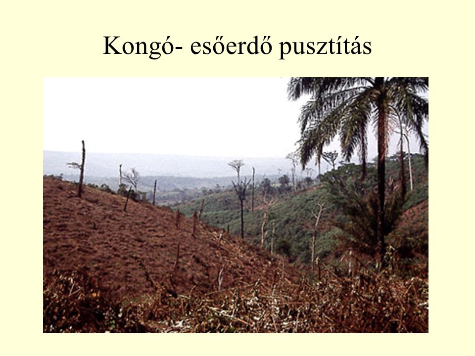 Kongó- esőerdő pusztítás