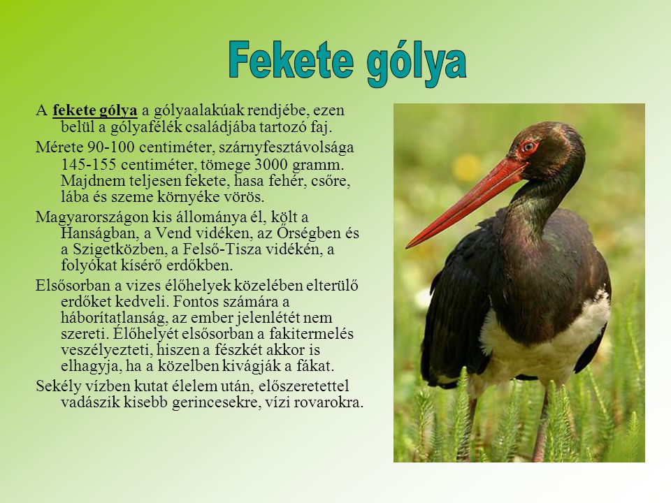 Fekete gólya A fekete gólya a gólyaalakúak rendjébe, ezen belül a gólyafélék családjába tartozó faj.