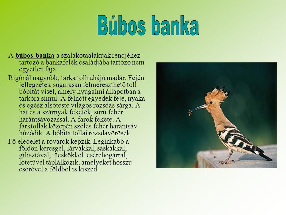 Búbos banka A búbos banka a szalakótaalakúak rendjéhez tartozó a bankafélék családjába tartozó nem egyetlen faja.