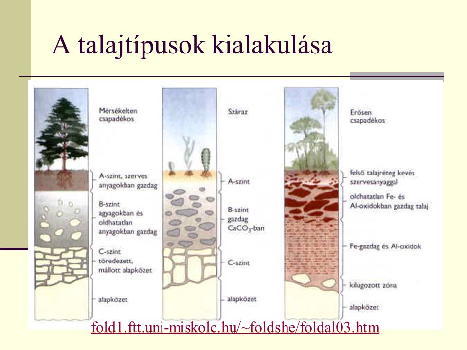 A talajtípusok kialakulása