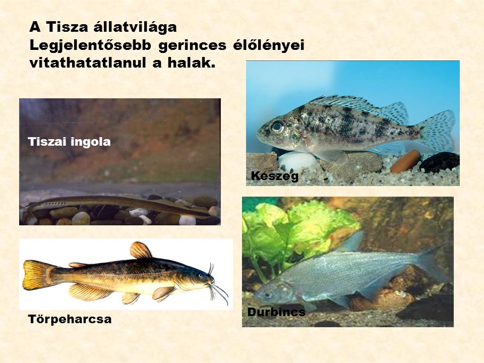 A Tisza állatvilága Legjelentősebb gerinces élőlényei vitathatatlanul a halak.