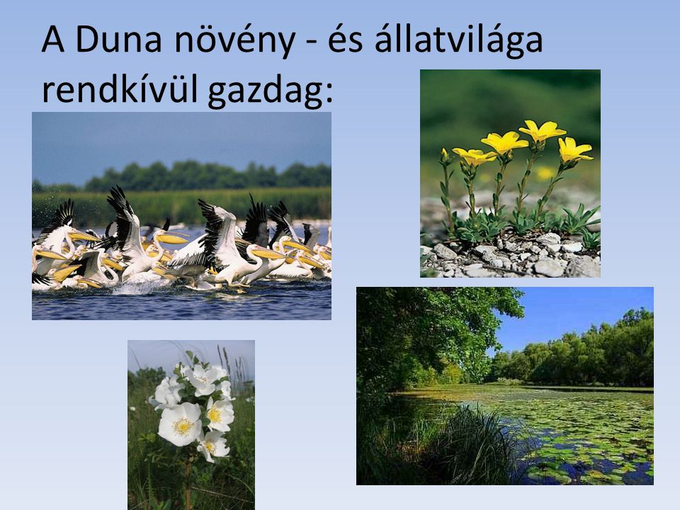 A Duna növény - és állatvilága rendkívül gazdag: