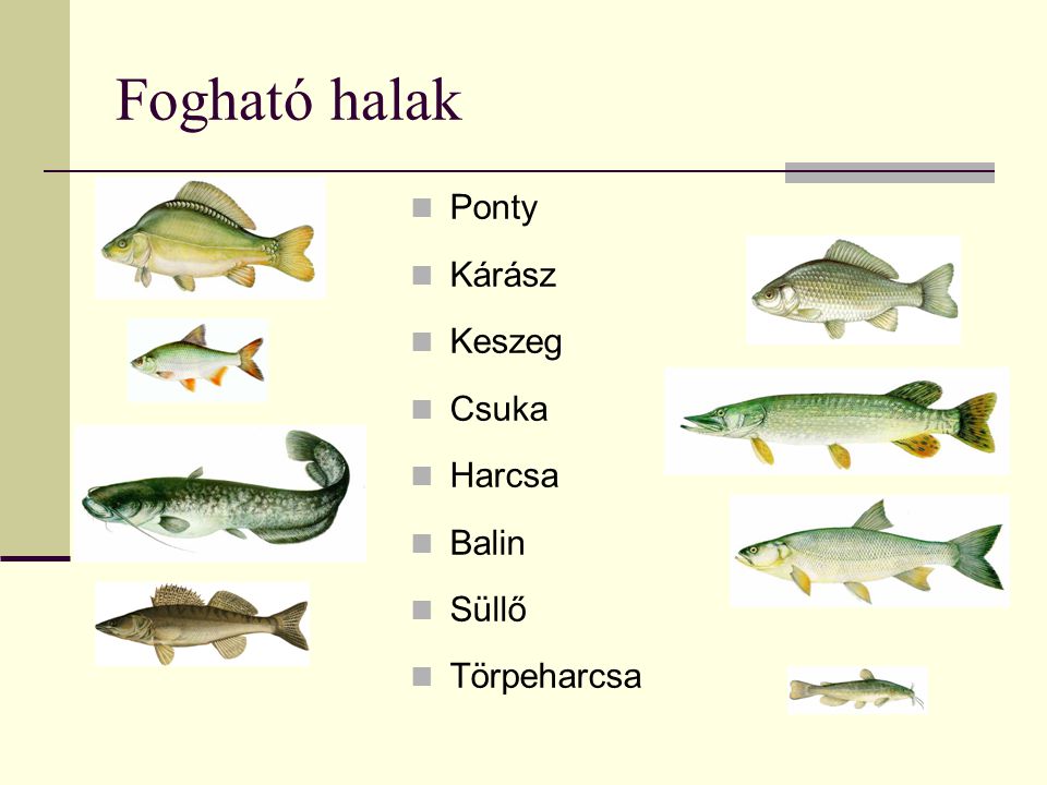 Fogható halak Ponty Kárász Keszeg Csuka Harcsa Balin Süllő Törpeharcsa