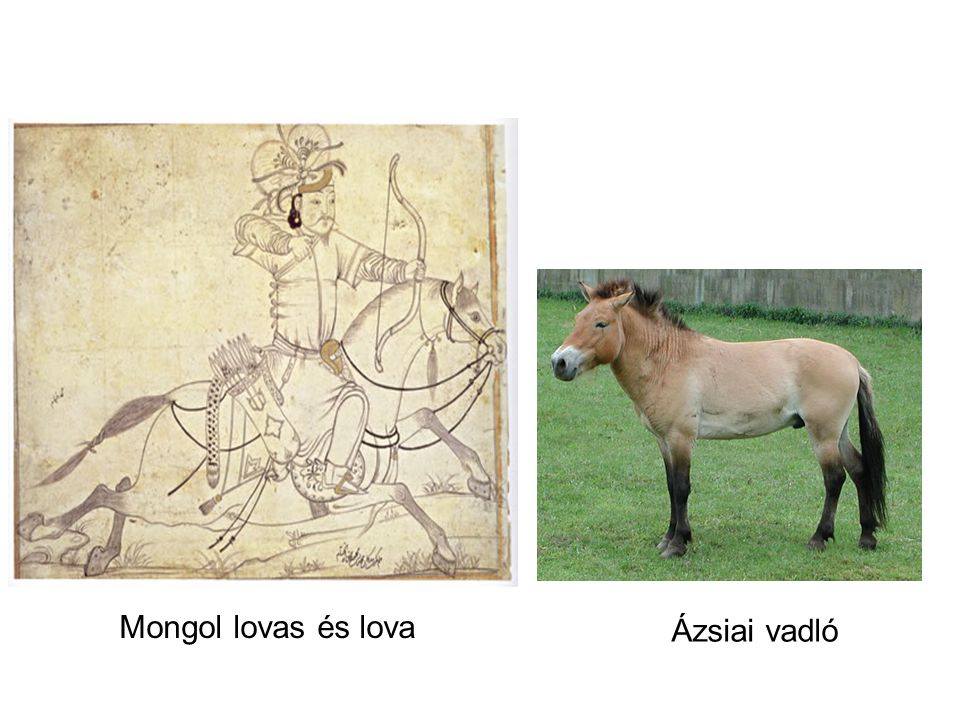 Mongol lovas és lova Ázsiai vadló