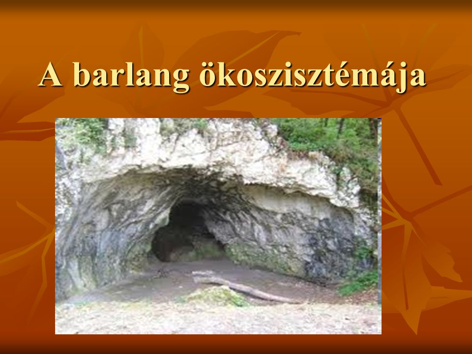 A barlang ökoszisztémája