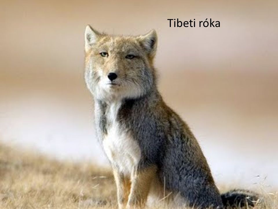 Tibeti róka