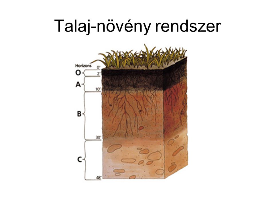Talaj-növény rendszer