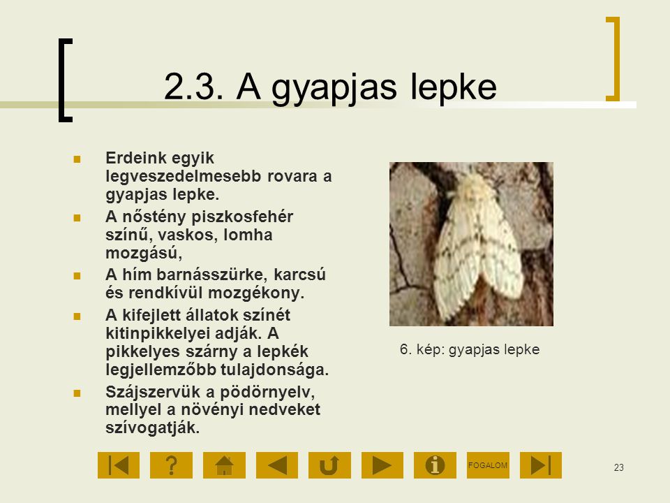 2.3. A gyapjas lepke Erdeink egyik legveszedelmesebb rovara a gyapjas lepke. A nőstény piszkosfehér színű, vaskos, lomha mozgású,