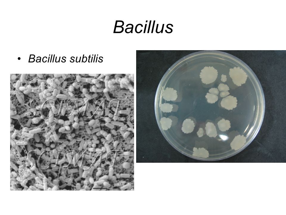 Bacillus Bacillus subtilis