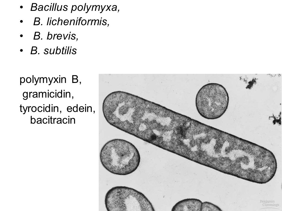 Bacillus polymyxa, B. licheniformis, B. brevis, B.