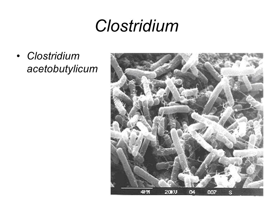 Clostridium Clostridium acetobutylicum