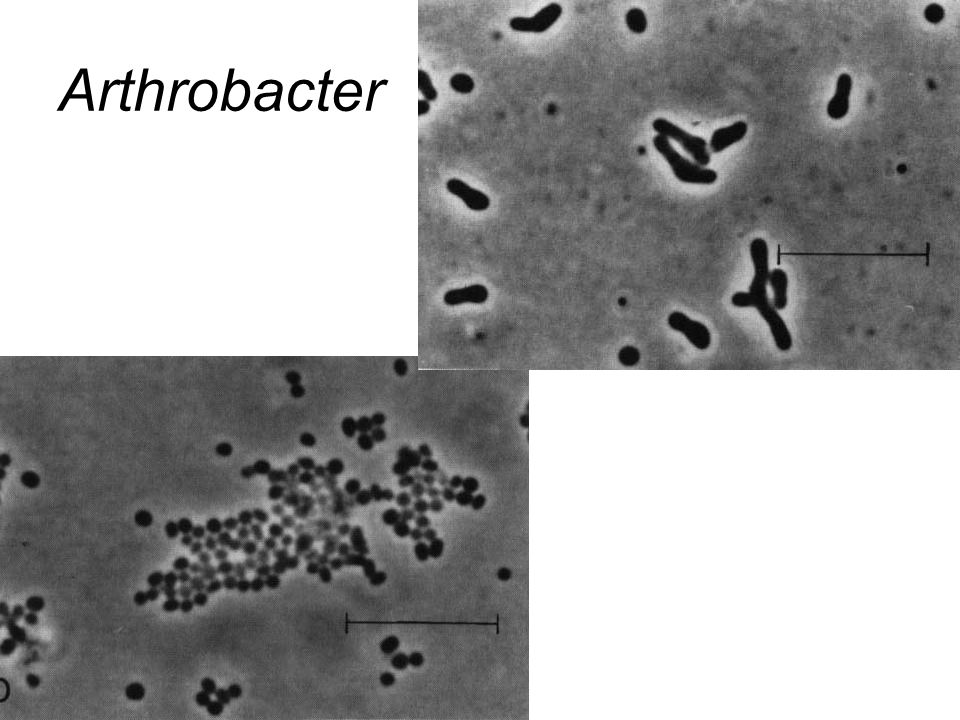 Arthrobacter
