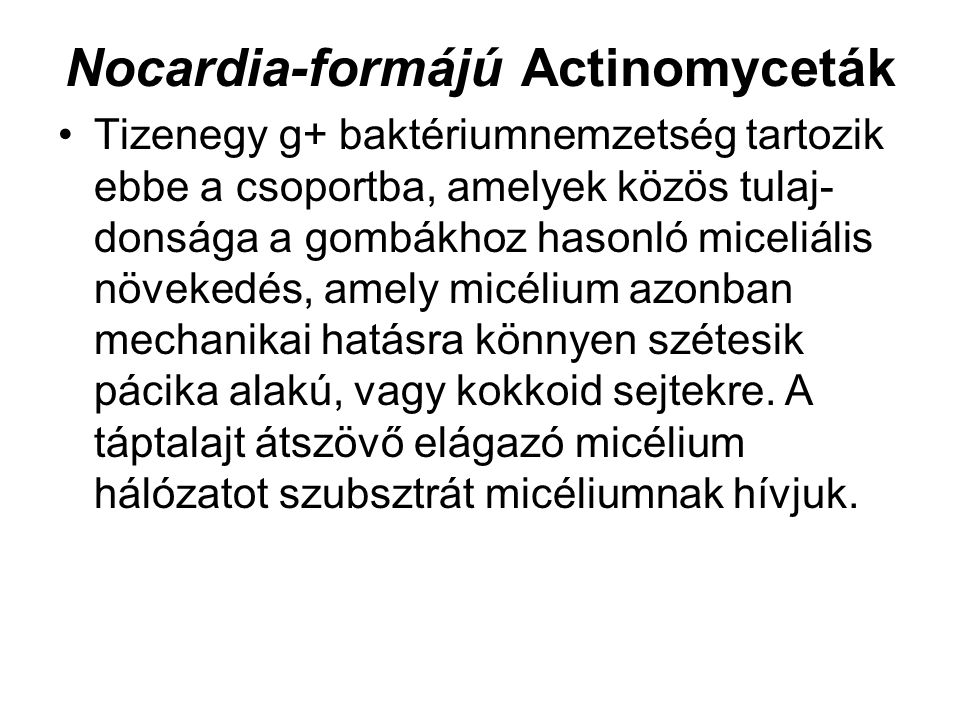 Nocardia-formájú Actinomyceták