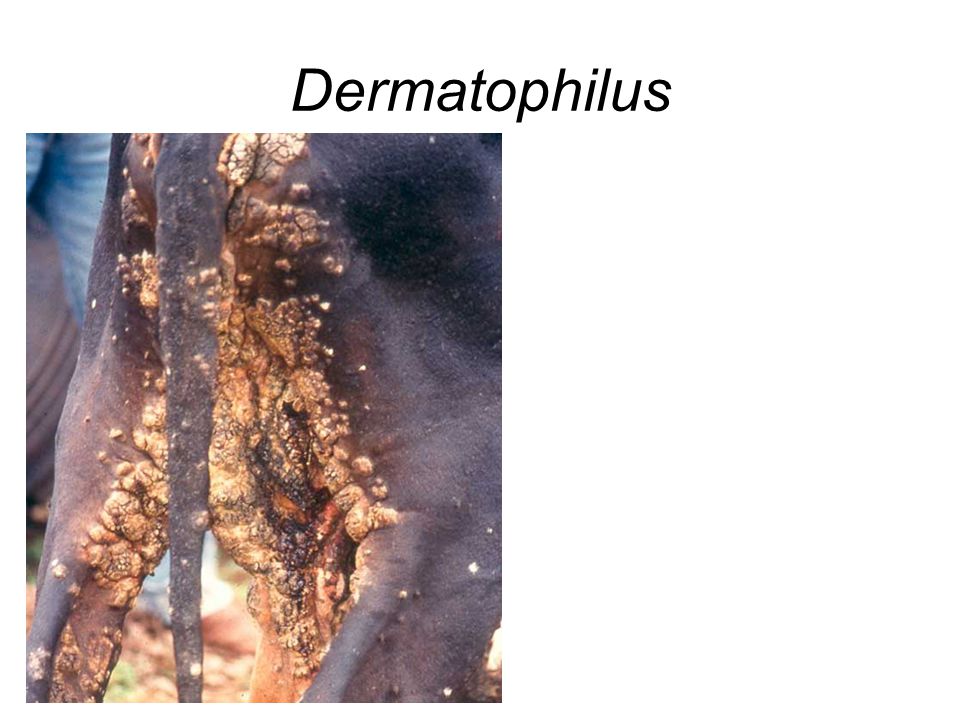Dermatophilus