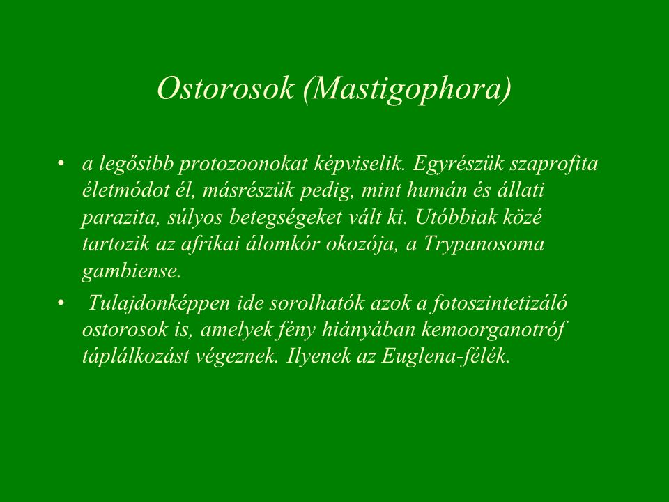 Ostorosok (Mastigophora)