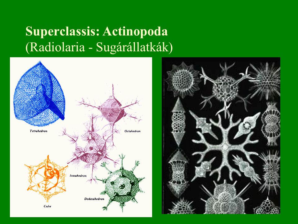 Superclassis: Actinopoda (Radiolaria - Sugárállatkák)