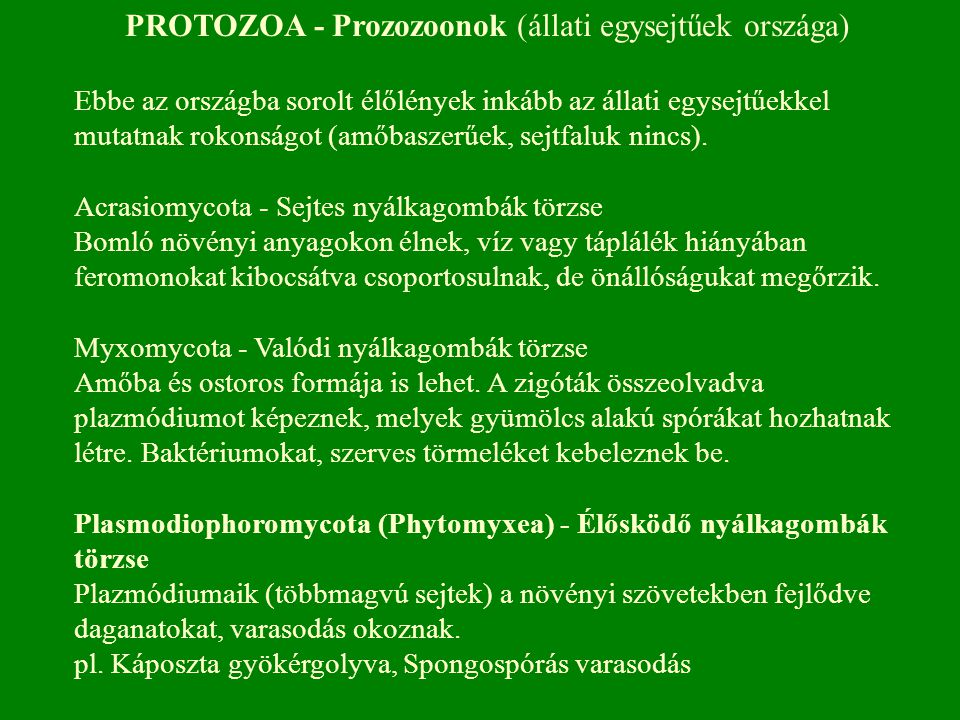 PROTOZOA - Prozozoonok (állati egysejtűek országa)