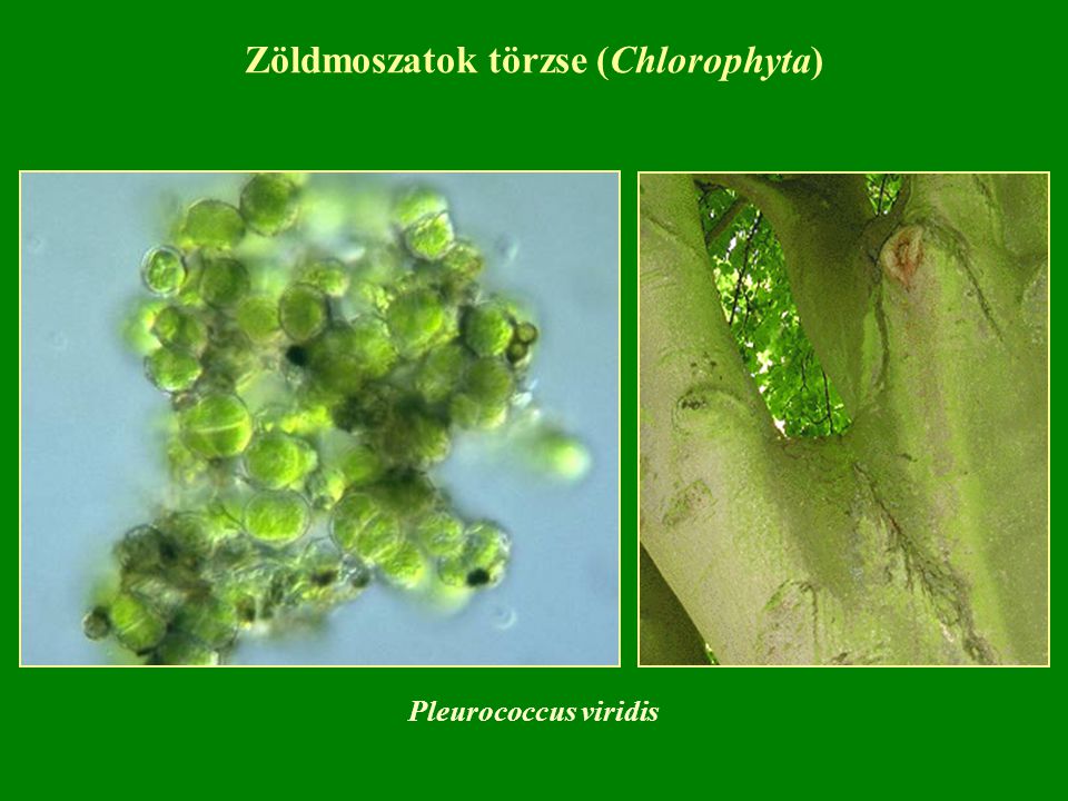 Zöldmoszatok törzse (Chlorophyta)