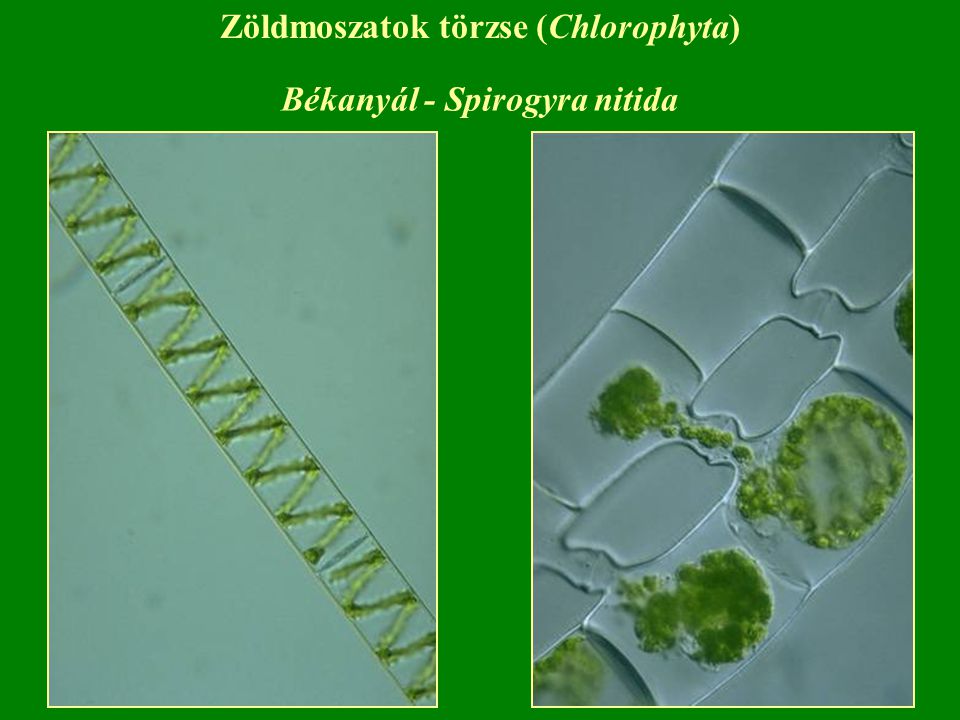 Zöldmoszatok törzse (Chlorophyta) Békanyál - Spirogyra nitida