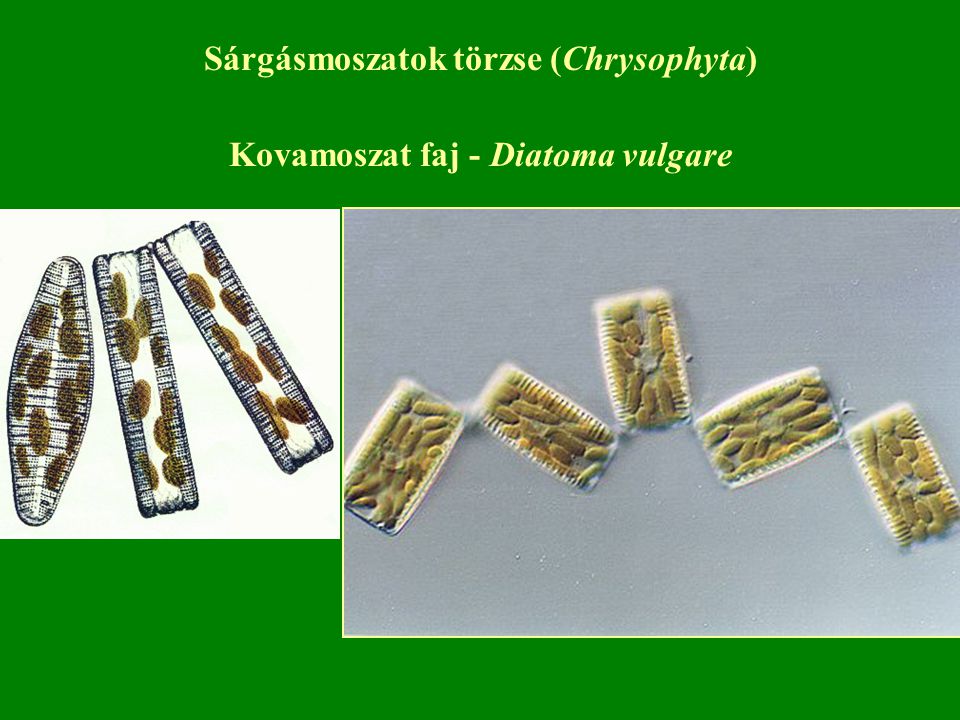 Sárgásmoszatok törzse (Chrysophyta) Kovamoszat faj - Diatoma vulgare