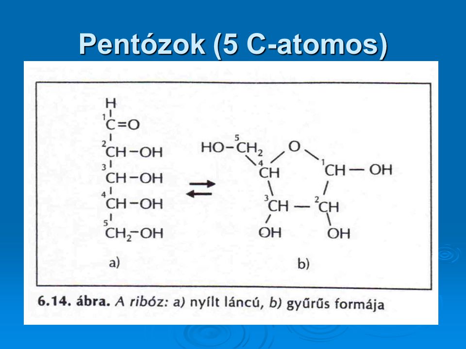 Pentózok (5 C-atomos)