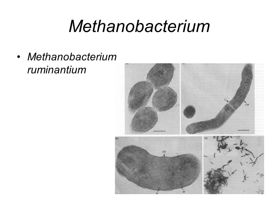 Methanobacterium Methanobacterium ruminantium