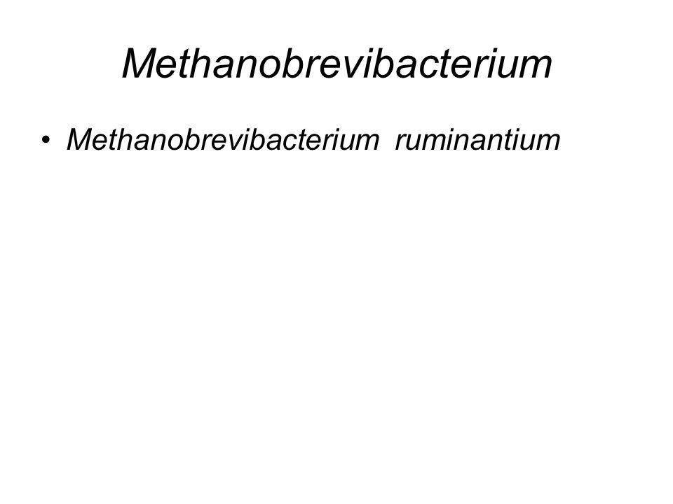Methanobrevibacterium