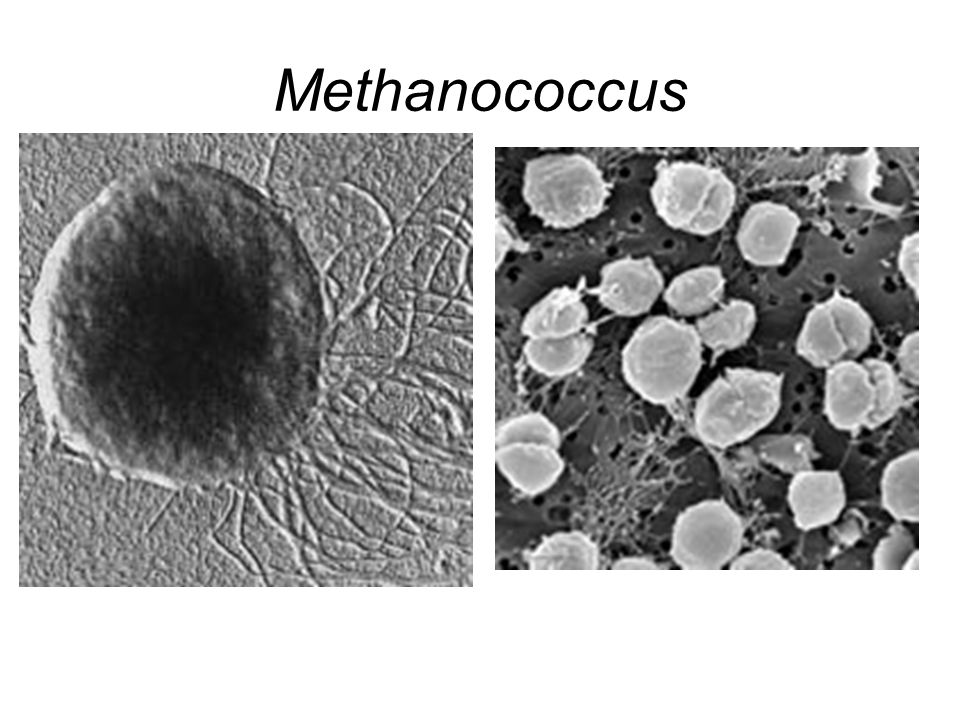 Methanococcus