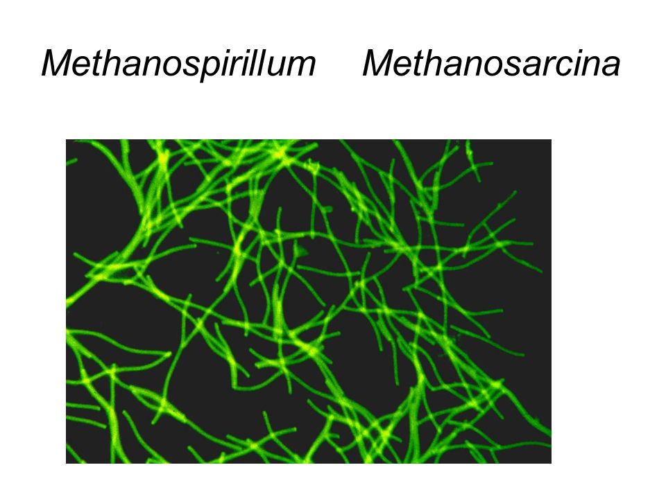 Methanospirillum Methanosarcina
