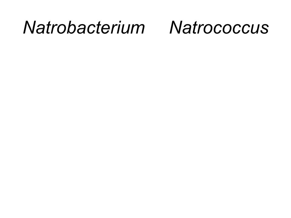 Natrobacterium Natrococcus