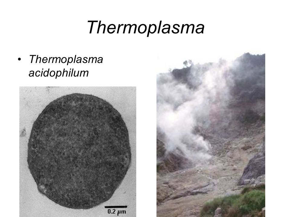 Thermoplasma Thermoplasma acidophilum