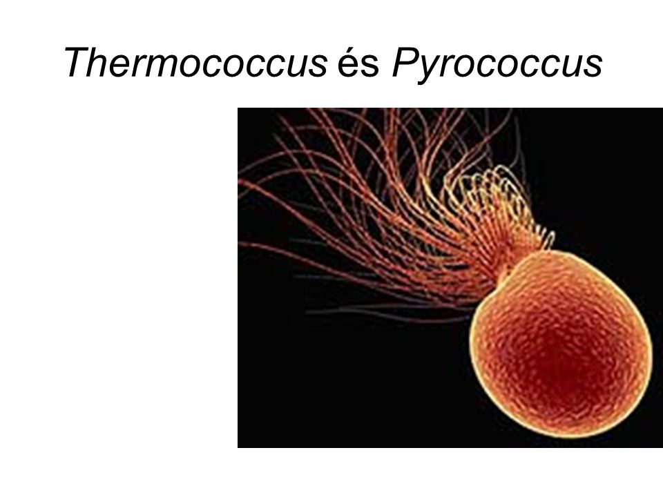 Thermococcus és Pyrococcus