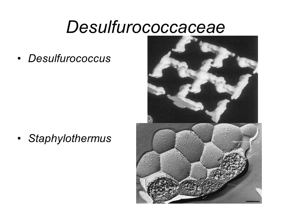 Desulfurococcaceae Desulfurococcus Staphylothermus