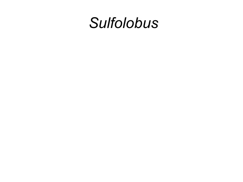Sulfolobus