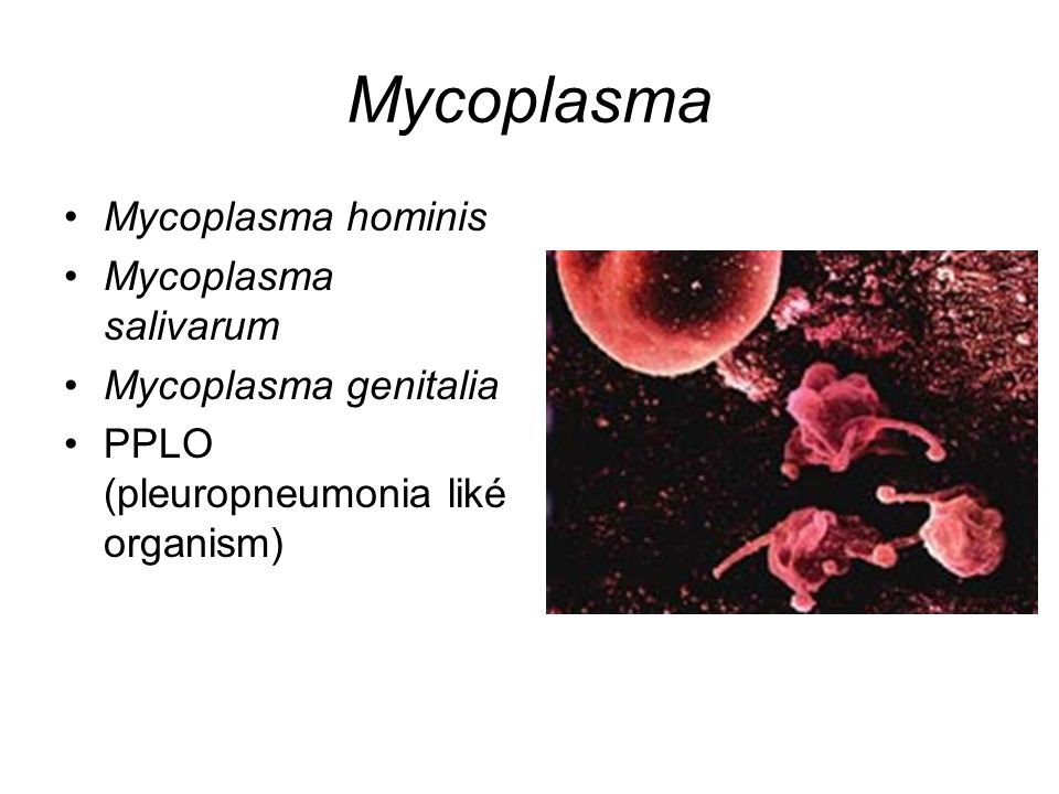 Mycoplasma Mycoplasma hominis Mycoplasma salivarum