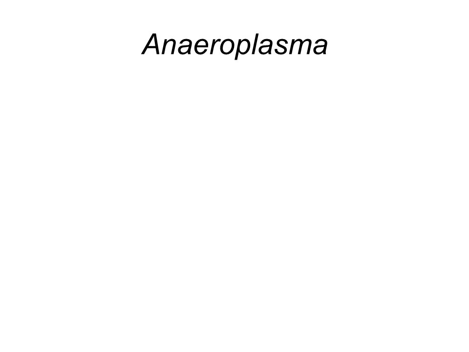 Anaeroplasma