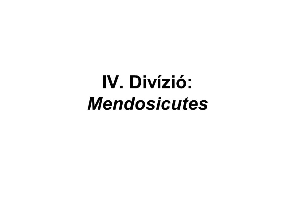 IV. Divízió: Mendosicutes