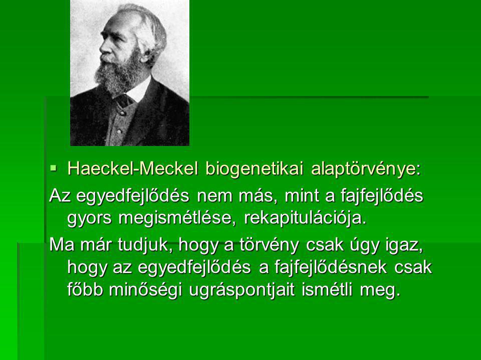 Haeckel-Meckel biogenetikai alaptörvénye: