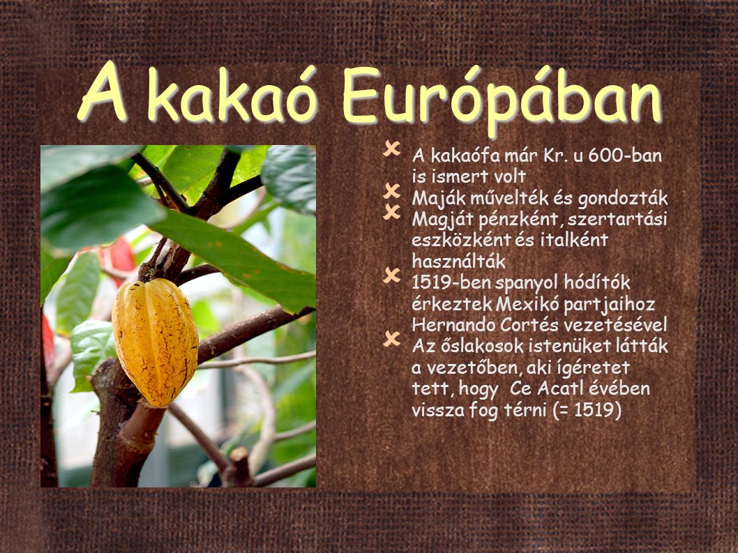 A kakaó Európában A kakaófa már Kr. u 600-ban is ismert volt