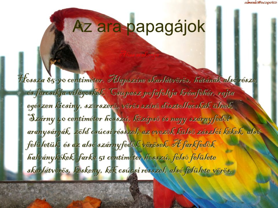 Az ara papagájok Alias arakanga.