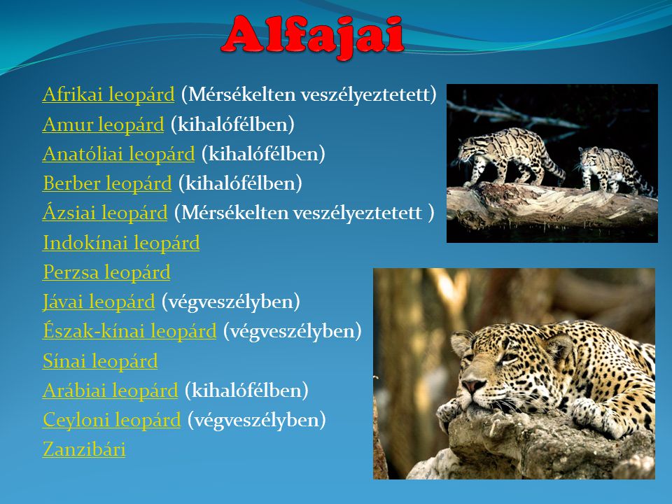 Alfajai Afrikai leopárd (Mérsékelten veszélyeztetett)