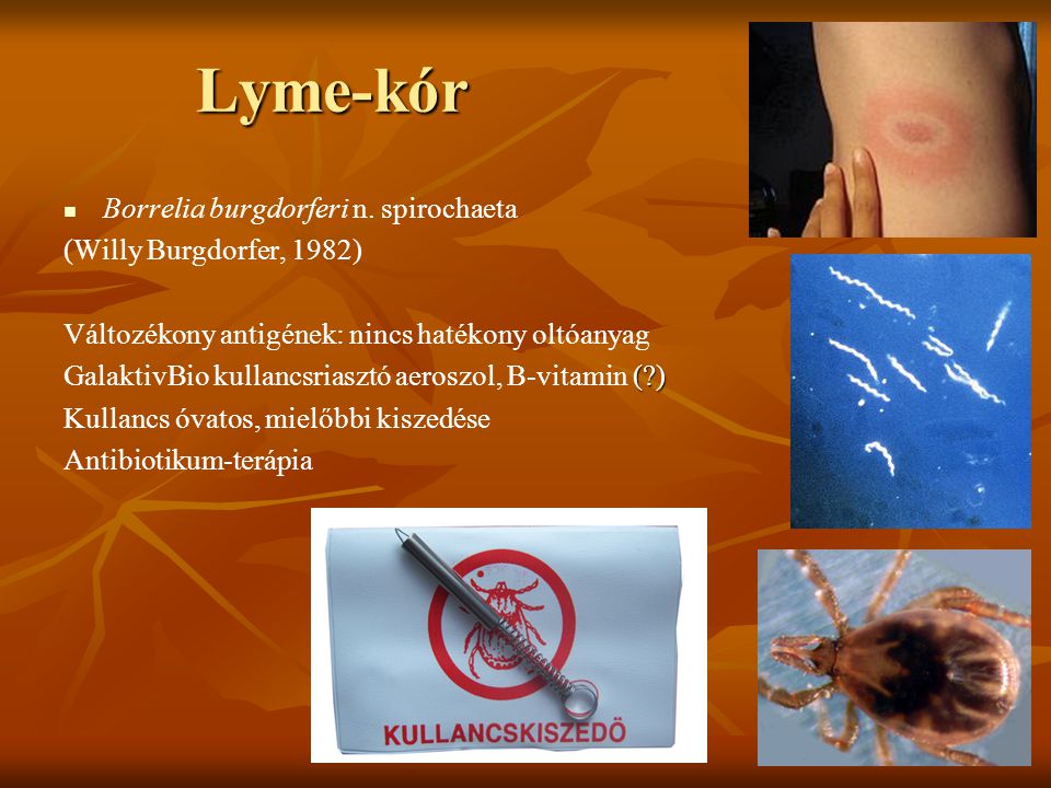 Lyme-kór Borrelia burgdorferi n. spirochaeta (Willy Burgdorfer, 1982)