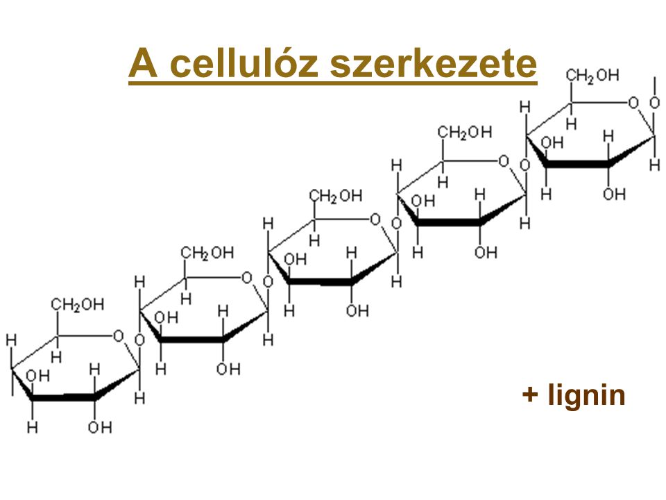 A cellulóz szerkezete + lignin