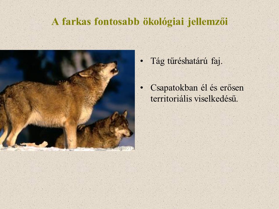 A farkas fontosabb ökológiai jellemzői