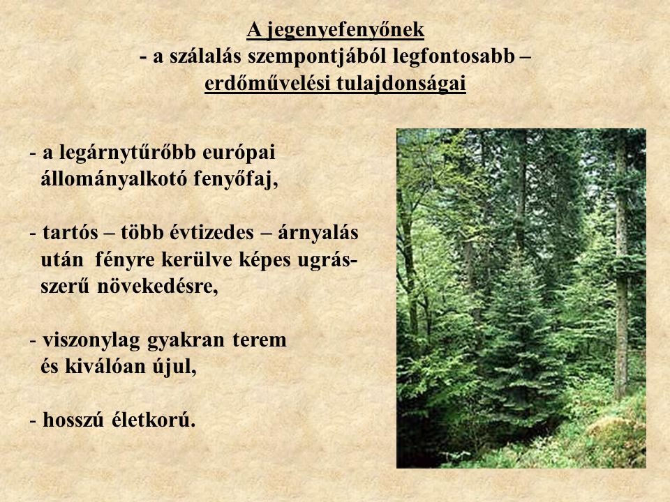 - a szálalás szempontjából legfontosabb – erdőművelési tulajdonságai