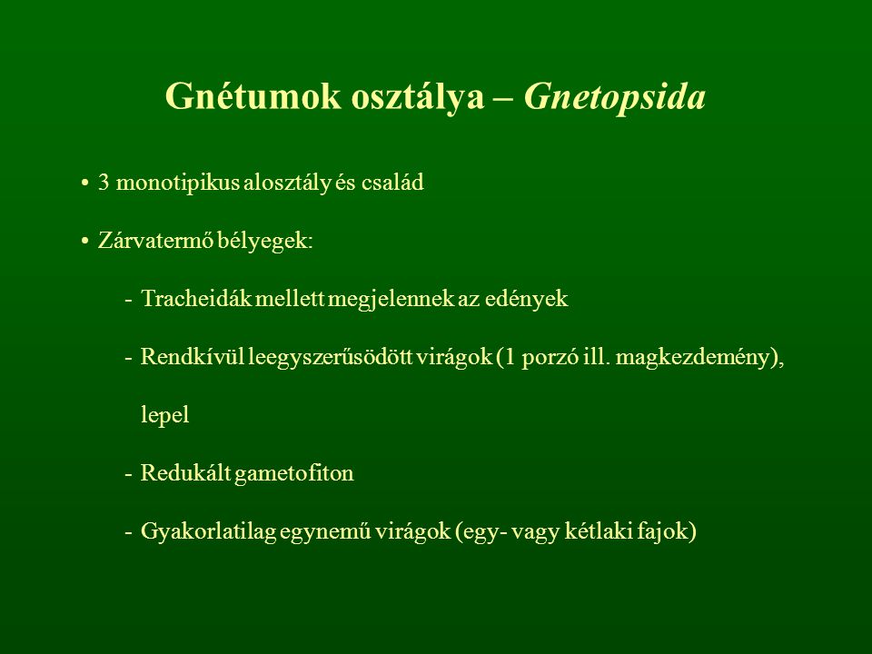 Gnétumok osztálya – Gnetopsida