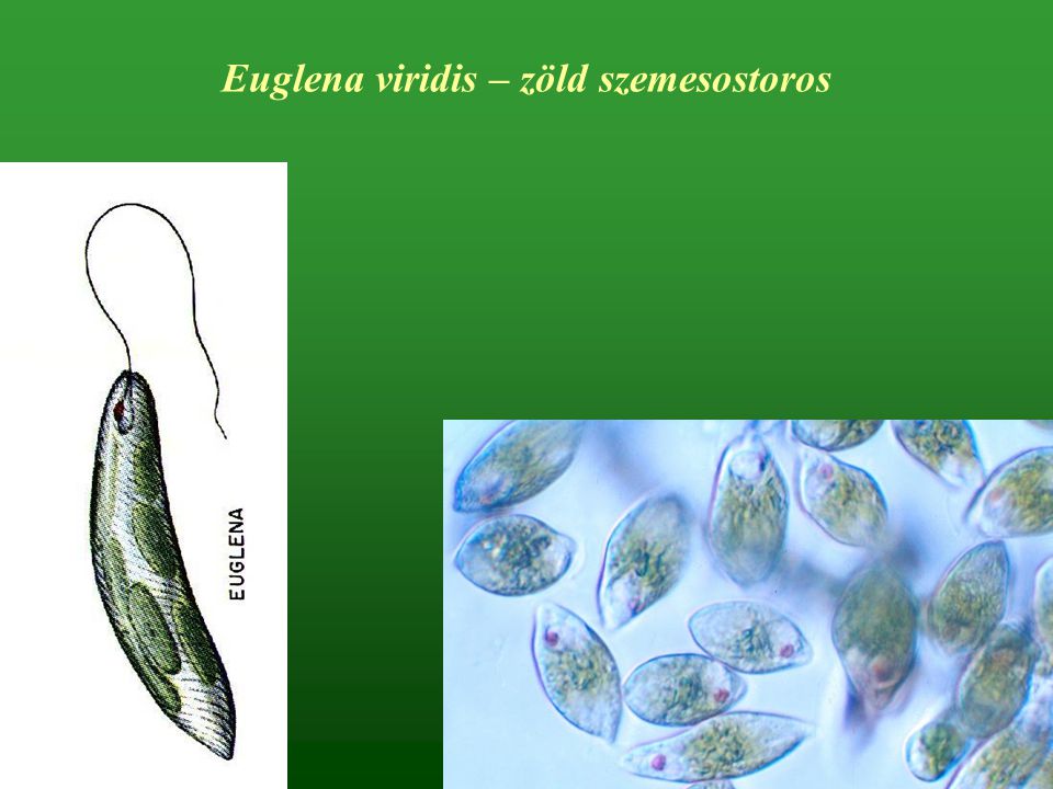 Euglena viridis – zöld szemesostoros