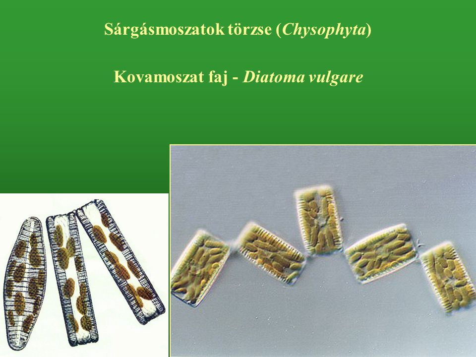 Sárgásmoszatok törzse (Chysophyta) Kovamoszat faj - Diatoma vulgare