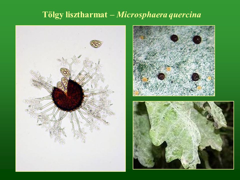 Tölgy lisztharmat – Microsphaera quercina