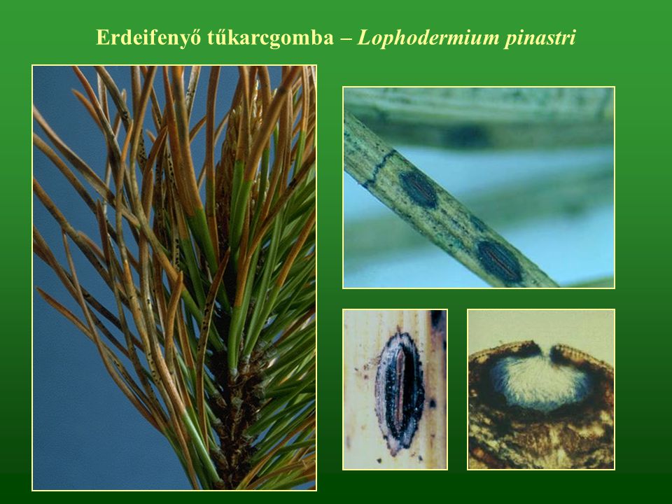 Erdeifenyő tűkarcgomba – Lophodermium pinastri